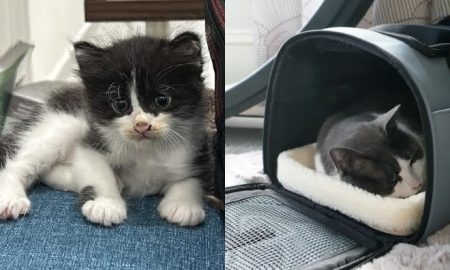 kucing sakit