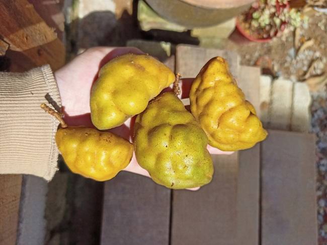 9 Buah Rare Di Malaysia, Jarang Jumpa Tapi Sedap