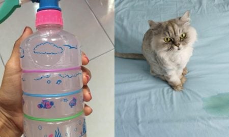 spray elak kucing kencing