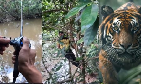 Harimau Dalam Hutan