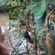 Harimau Dalam Hutan