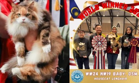 kucing jalanan