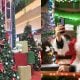 pokok krismas