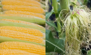 cara tanam jagung