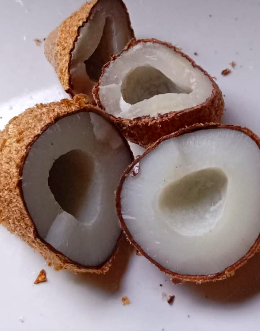 buah zuriat