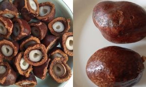 buah zuriat