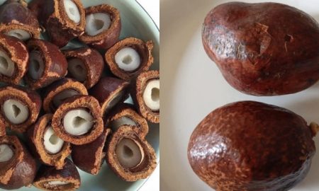 buah zuriat