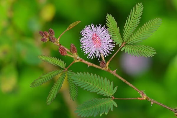pokok semalu