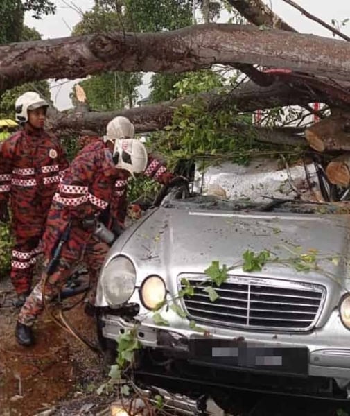 pokok tumbang