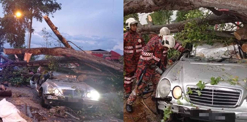 pokok tumbang