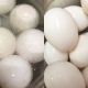 TELUR ITIK