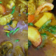 ayam masak burma