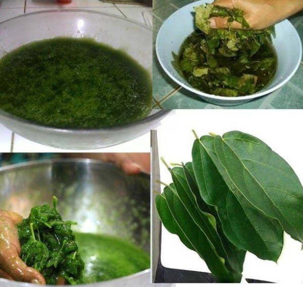 cincau hijau