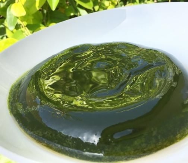 cincau hijau