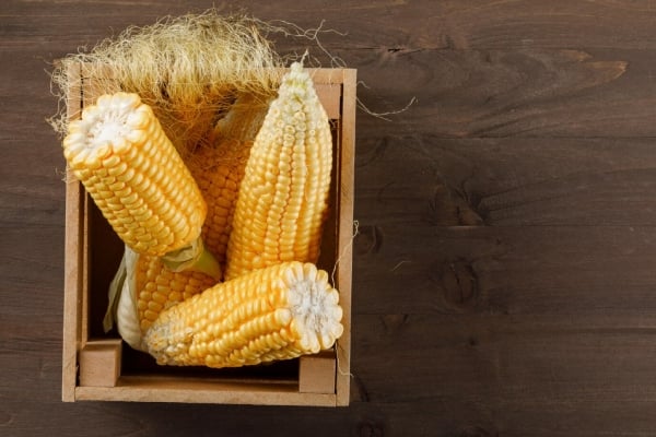cara simpan jagung