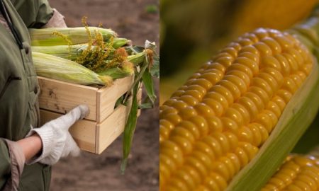 cara simpan jagung