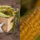 cara simpan jagung