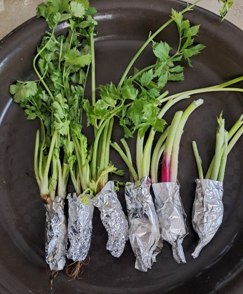 daun ketumbar