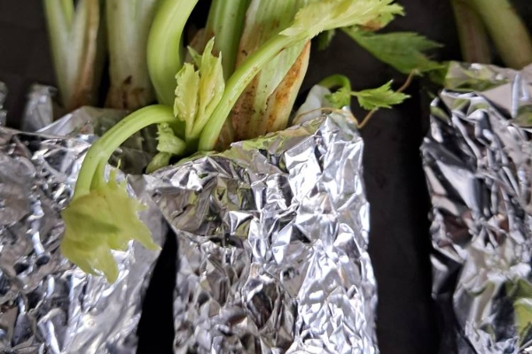 tanaman daun bawang