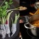 daun ketumbar