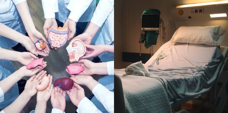organ badan