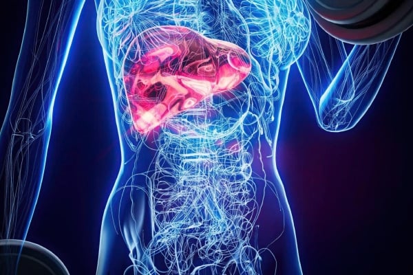 organ badan