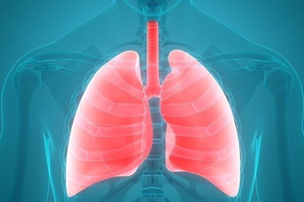 organ badan