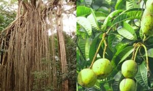 pokok berhantu