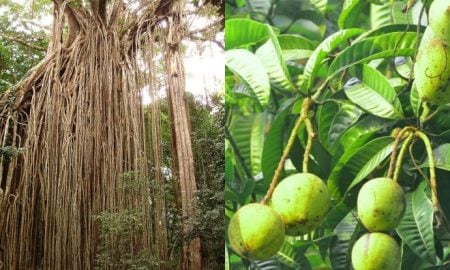 pokok berhantu