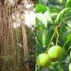 pokok berhantu