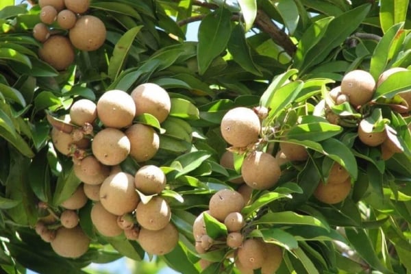 pokok ciku