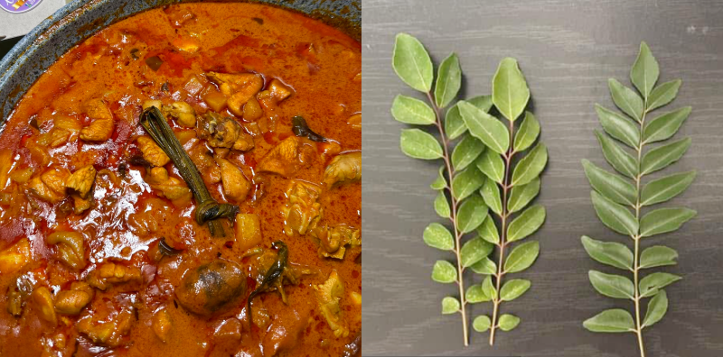 pokok daun kari