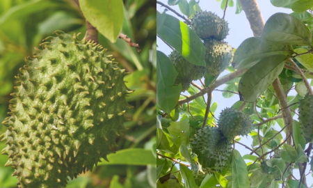 pokok durian belanda