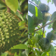pokok durian belanda