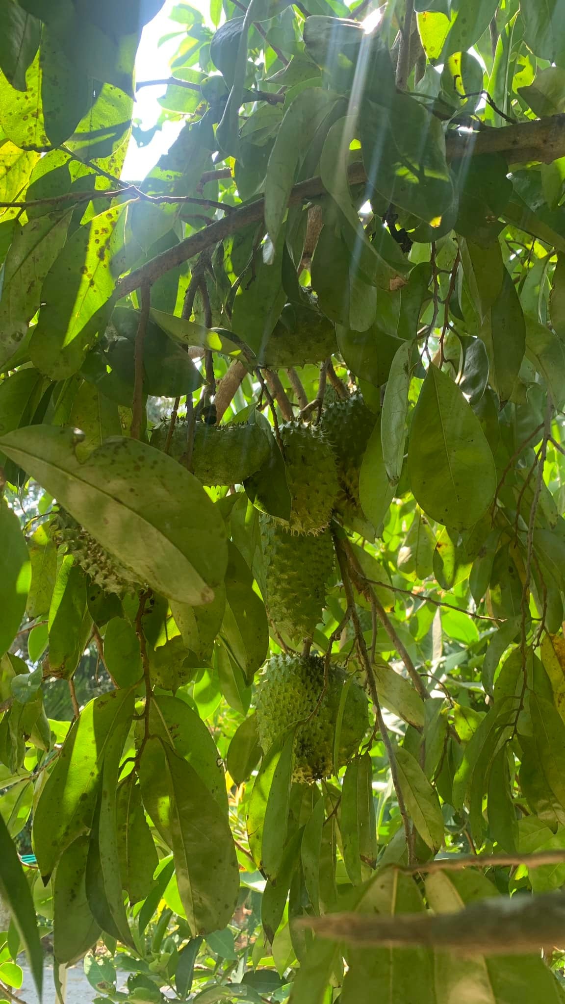 POKOK DURIAN BELANDA
