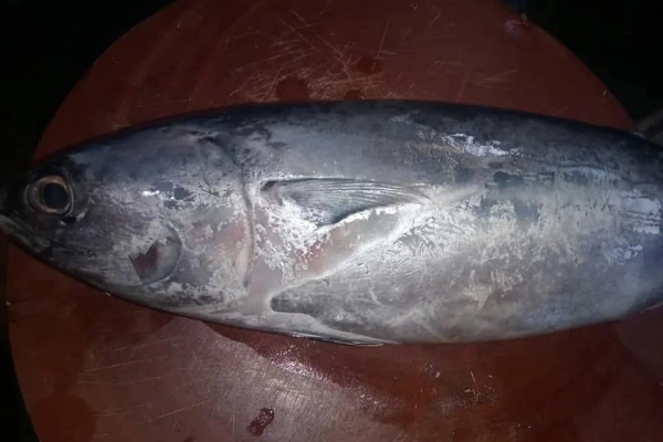 rendang ikan tongkol