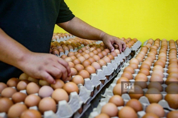 subsidi telur ayam