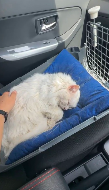 kucing hilang