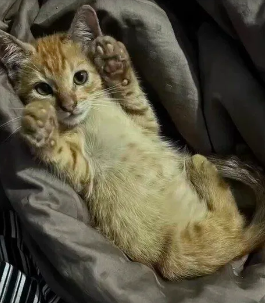 anak kucing