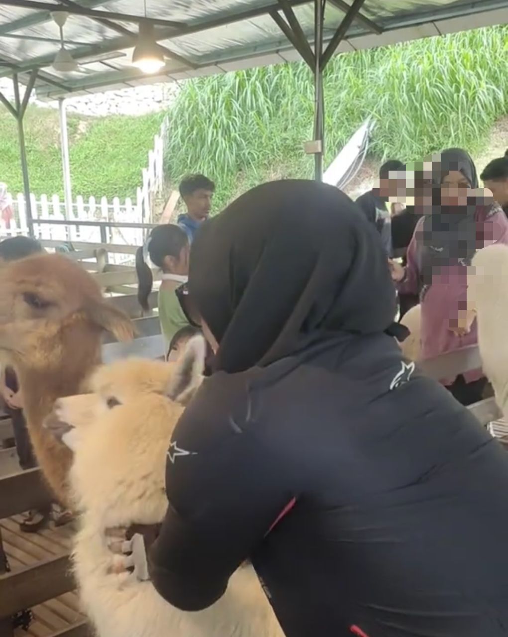 HAIWAN ALPACA