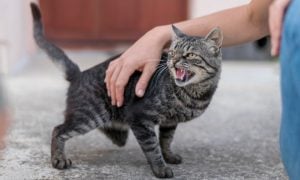 dijangkiti rabies