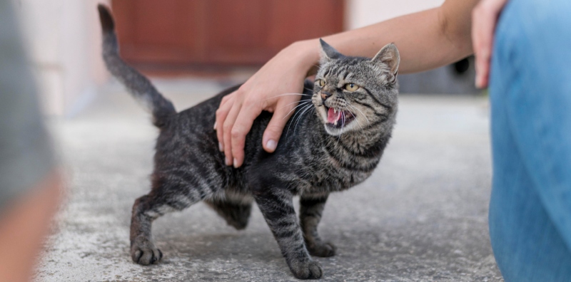 dijangkiti rabies
