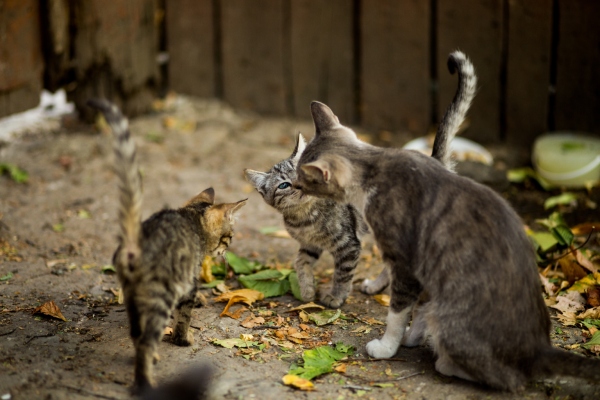 dijangkiti rabies