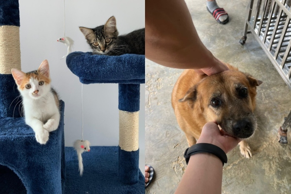 furever friends