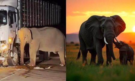 gajah mati