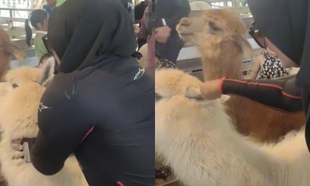 HAIWAN ALPACA