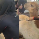 HAIWAN ALPACA