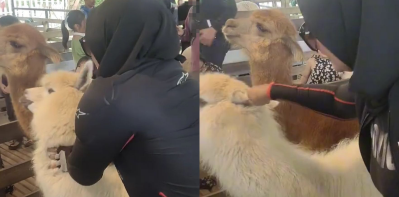 HAIWAN ALPACA