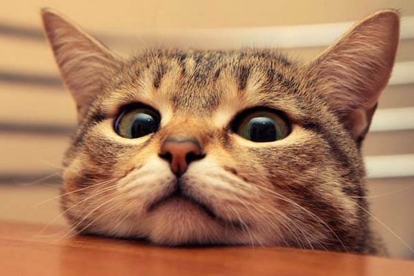 hukum buang kucing