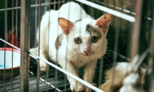 hukum buang kucing